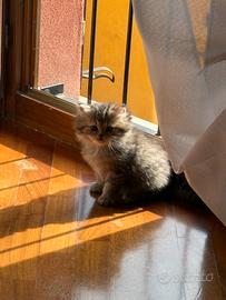 Chinchilla Golden