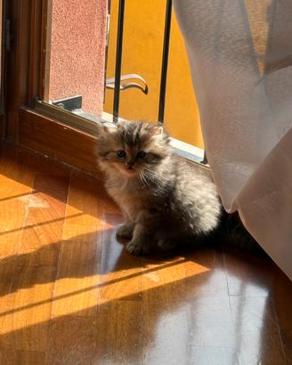 Chinchilla Golden