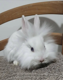 Coniglio nano testa di leone occhi azzurri