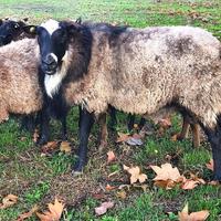 Montone Romanov 2 anni Cecina (LI)