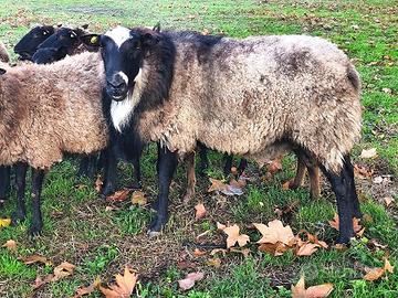 Montone Romanov 2 anni Cecina (LI)