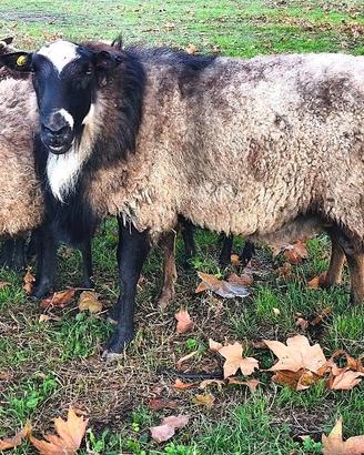 Montone Romanov 2 anni Cecina (LI)