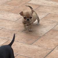 Cucciolo di chihuahua