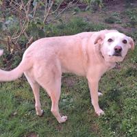 Simil maremmano femmina