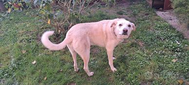 Simil maremmano femmina