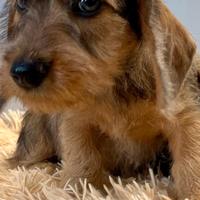 Cucciolo bassotto pelo duro foglia secca pedigree