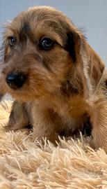 Cucciolo bassotto pelo duro foglia secca pedigree