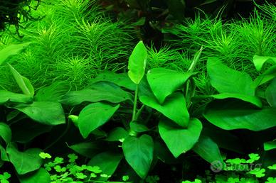 piante per laghetto e acquario