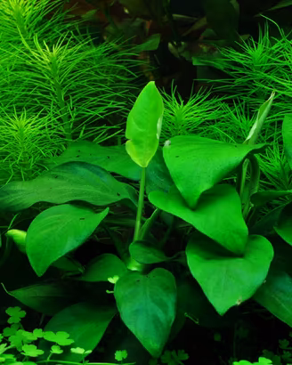 piante per laghetto e acquario