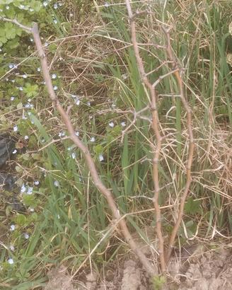Giuggioli 