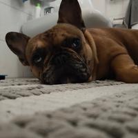 Cucciolo bulldog francese