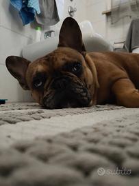 Cucciolo bulldog francese