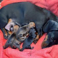 Cucciole bassotto nano