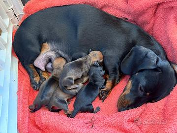 Cucciole bassotto nano