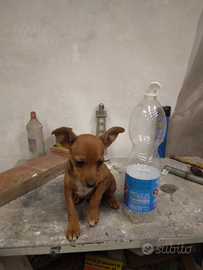 Cuccioli pincher