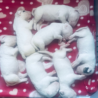 Cuccioli bull Terrier Standard pedigree