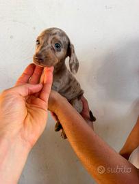 cuccioli di bassotti kaninchen 