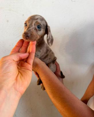 cuccioli di bassotti kaninchen 