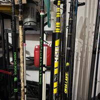 Cassiopea todeschini