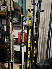 Cassiopea todeschini