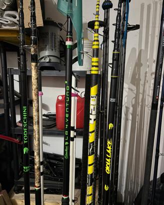 Cassiopea todeschini