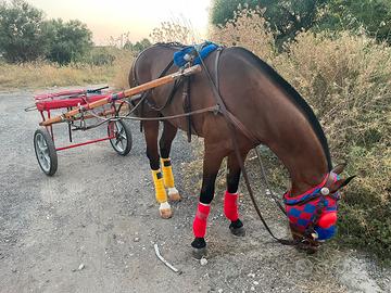 Cavallo Pony 1,30 al garrese