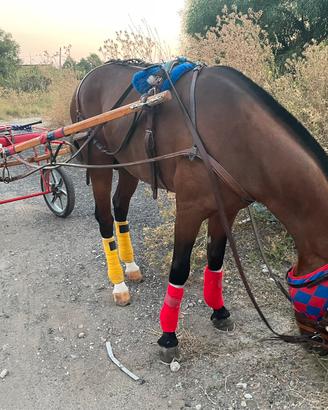 Cavallo Pony 1,30 al garrese