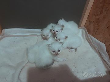 Cuccioli gatto Sacri di Birmania