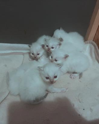 Cuccioli gatto Sacri di Birmania