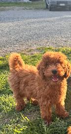 Cucciolo di barboncino nano