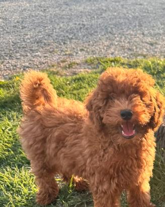 Cucciolo di barboncino nano