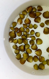 Pesci piante per acquario laghi e laghetti