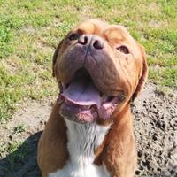 Hego dogue de bordeaux