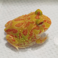 Ceratophrys cranwelli rana pac man