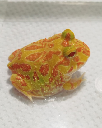 Ceratophrys cranwelli rana pac man