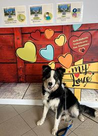 Border collie