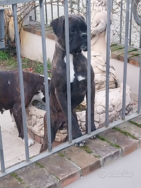 Boxer Cucciolo maschio tigrato