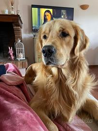 Golden Retriever maschio per accoppiamento