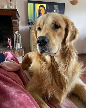 Golden Retriever maschio per accoppiamento