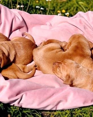 Cuccioli di bracco ungherese disponibili da agosto