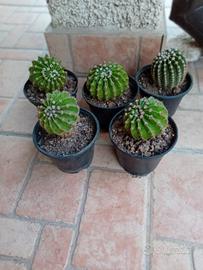 piante di Cactus