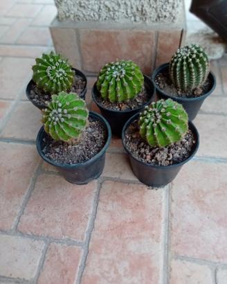 piante di Cactus