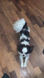 Chihuahua femmina pelo lungo per accoppiamento