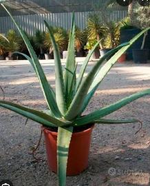 Pianta di Aloe Vera sana e rigogliosa