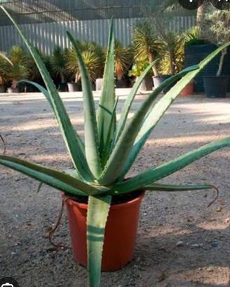 Pianta di Aloe Vera sana e rigogliosa