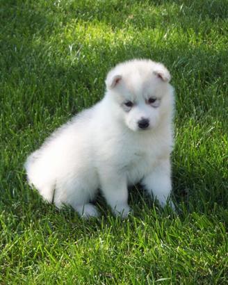 Siberian husky