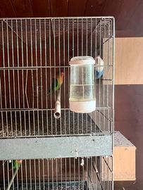 Inseparabili Fischer Coppia