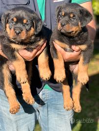Rottweiler cuccioli