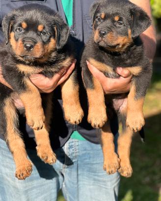 Rottweiler cuccioli