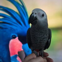 Pappagallo parlante addestrato cenerino